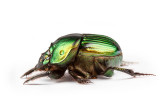 Scarab [Unidentified]