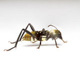 Coleoptera [Unidentified]