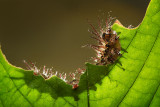 Caterpillar [Unidentified]
