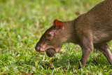 <i>Dasyprocta punctata</i></br>Agouti