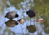 Coots - Nikon D3100.jpg