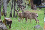 Deer at The Ranch - Nikon D3100.jpg