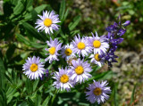 Aster -  Nikon D3100.jpg