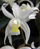orchid Kew 3.jpg