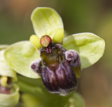 bumble bee orchid 5.jpg
