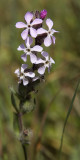 Silene sp a.jpg