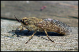 DSCF6098 Insekt Jrvafltet.jpg
