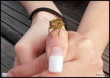 P9030010 Grasshopper.jpg