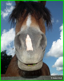 DSCF1574 Smiling horse.jpg