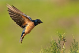 Barn Swallow - סנונית הרפתות
