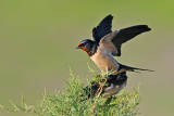 Barn Swallow -  .jpg