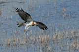 osprey - .jpg