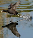 South African Birds in Flight. Red-knobbed Coot