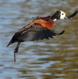 White-faced Duck