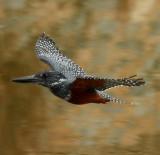 Giant Kingfisher