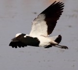 Blacksmith Lapwing