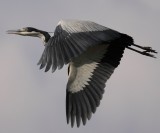 Black-headed Heron