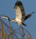 Black-headed Heron