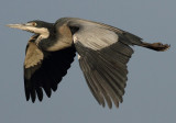 Black-headed Heron