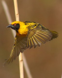 Village Weaver