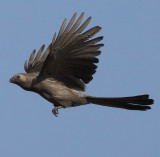 Grey Go-Away-Bird