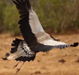 Secretarybird