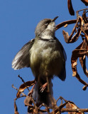 Bar-throated Apalis.jpg