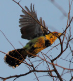 Crested Barbet