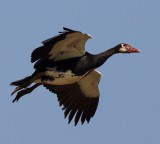 spur-winged_goose