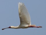 African Spoonbill