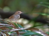 Rufous-tailed Robin - 6