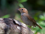 Rufous-tailed Robin - 5