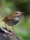 Rufous-tailed Robin - 4
