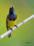Olive-backed Sunbird - male - 2011 - 4