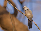 Plaintive Cuckoo - male - 2011 - 2