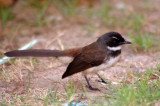 Pied Fantail - 2007