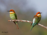Chestnut-headed Bee-eater - 2011 - 2