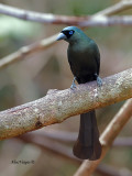 Racket-tailed Treepie - 2011