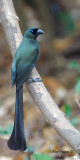 Racket-tailed Treepie - 2011 - back view