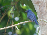 Maroon-breasted Philentoma - female - 3