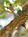 Emerald Cuckoo - female - 2