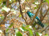 Emerald Cuckoo - male - 2