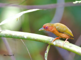 Rufous Piculet - female