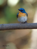 Thikells Blue-Flycatcher - male - 2011 - 2