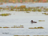Baers Pochard - Record Shots ONLY