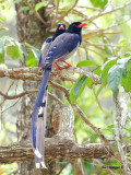 Red-billed Blue-Magpie - pair - 2011
