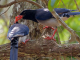 Red-billed Blue-Magpie - love offer - 2011