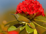 Green-tailed Sunbird - female - alert