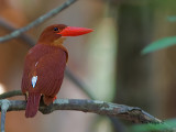 Ruddy Kingfisher - saturated