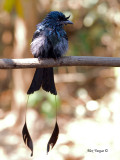 Greater Racket-tailed Drongo - 2011 - adult  - wet  2